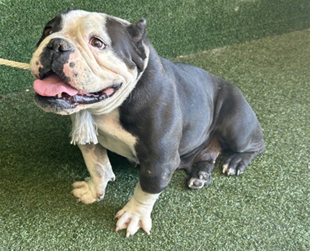 Cami, a English Bulldog, available for adoption