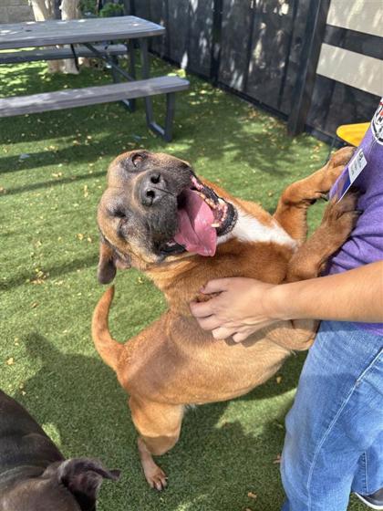 Cornetto, a Pit Bull Terrier (mix breed), available for adoption
