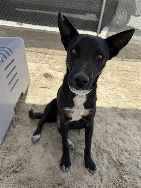 Lizzy, a Shepherd (mix breed), available for adoption