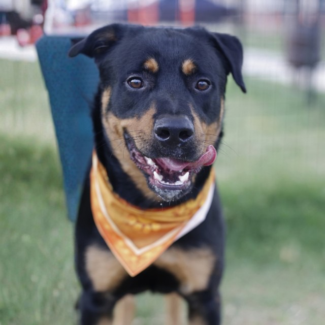 Charles Douglas, a Rottweiler (mix breed), available for adoption
