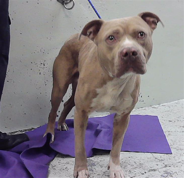 Julius, a Staffordshire Bull Terrier (mix breed), available for adoption