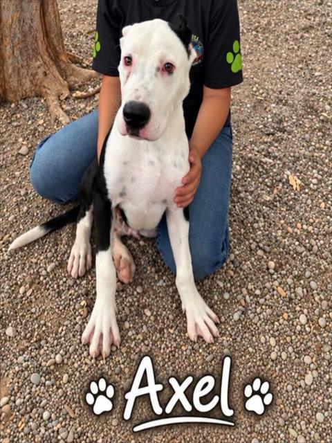 Axel, a Pit Bull Terrier (mix breed), available for adoption