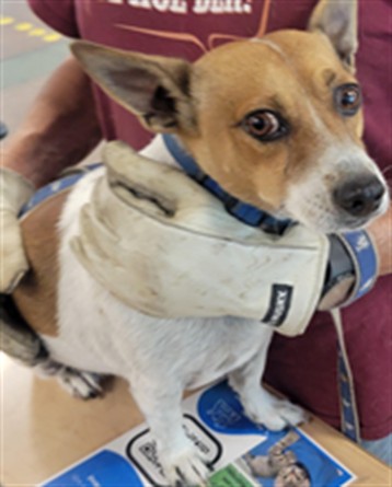Chon, a Chihuahua, available for adoption