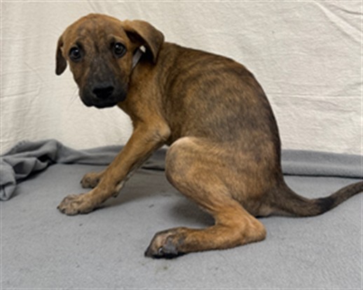 Coil, a German Shepherd, available for adoption