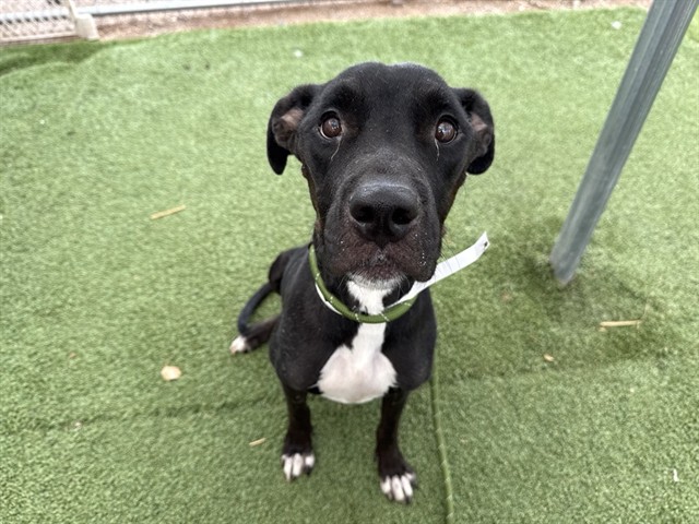 Espresso, a Bullmastiff (mix breed), available for adoption