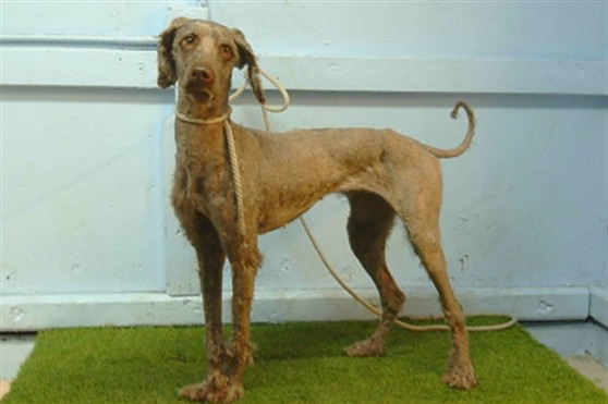 Winnie, a Poodle, available for adoption