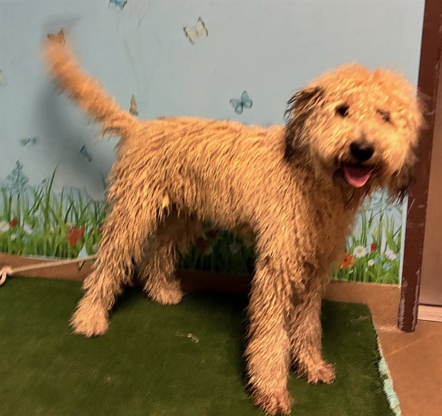 Pondo, a Poodle, available for adoption