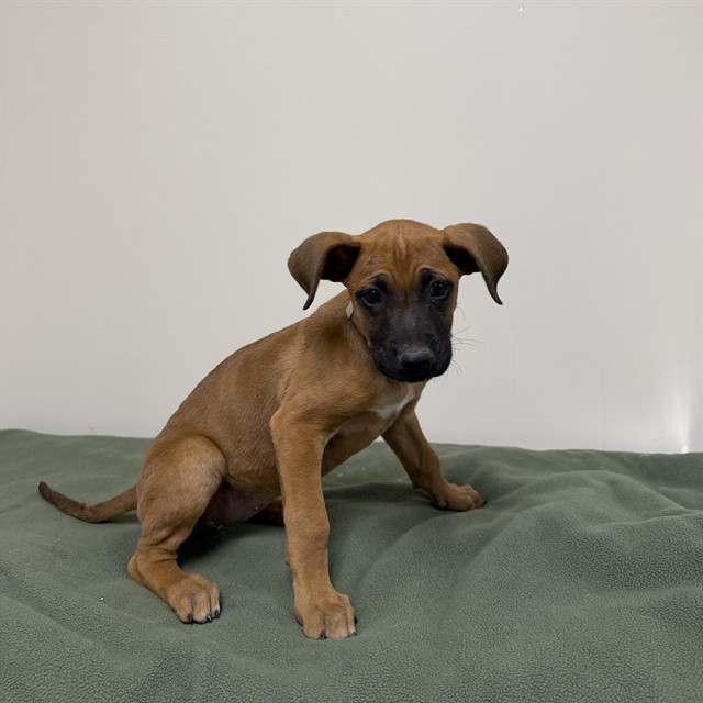 Pumpkin, a Boxer, available for adoption