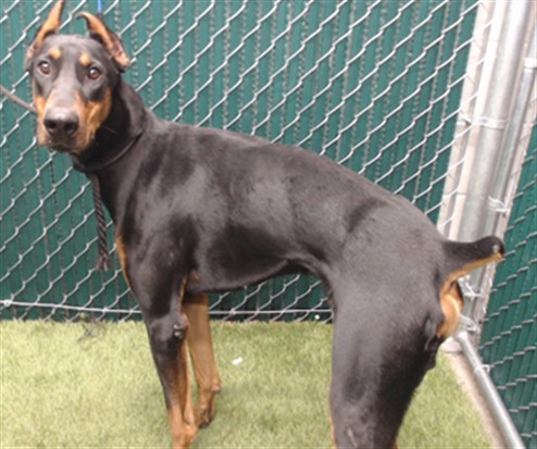 A5803745, a Doberman Pinscher, available for adoption
