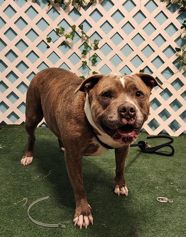 Peppa, a Pit Bull Terrier, available for adoption