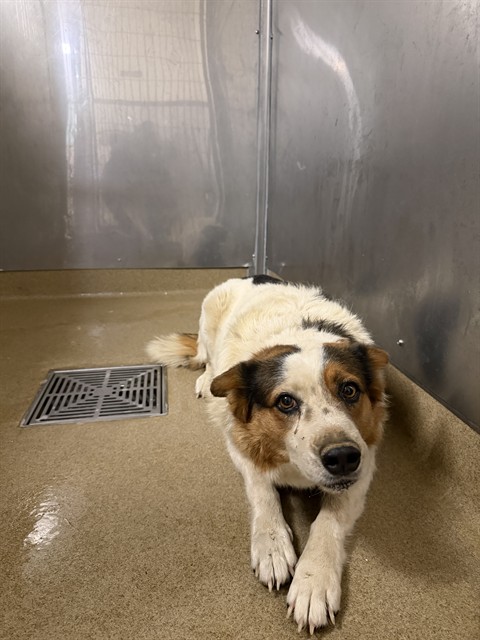 Capulina, a Cattle Dog, available for adoption