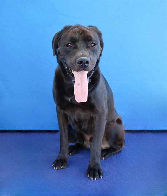 Panther, a Labrador Retriever, available for adoption