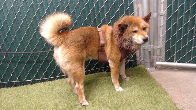 Usagi, a Shiba Inu, available for adoption