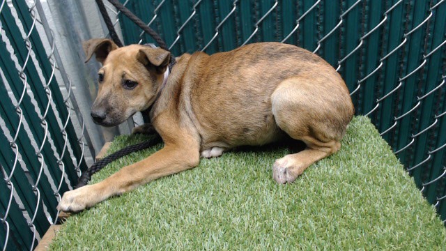 Tessa, a Labrador Retriever, available for adoption