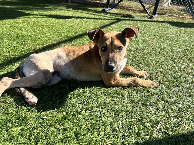 Tessa, a Labrador Retriever, available for adoption