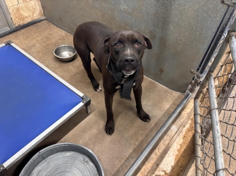 Forgotten, a American Staffordshire Terrier (mix breed), available for adoption