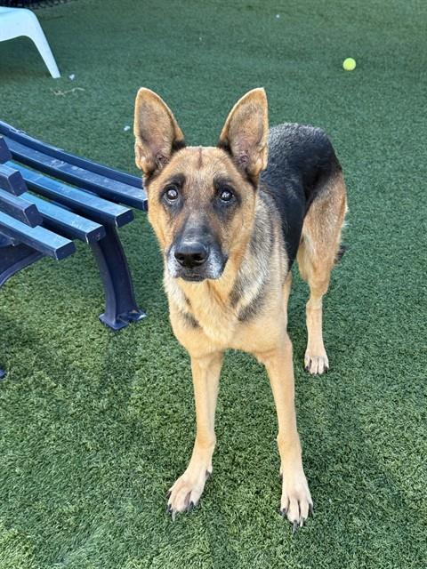 Laken, a German Shepherd, available for adoption