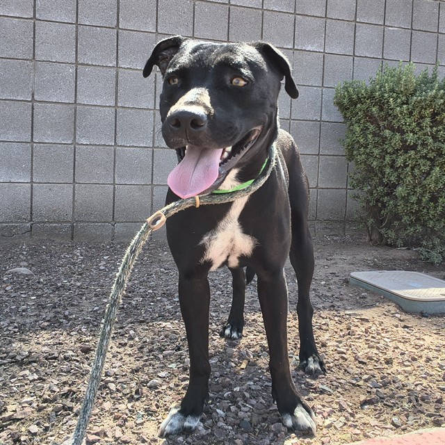 Moonpie, a Black Labrador Retriever (mix breed), available for adoption