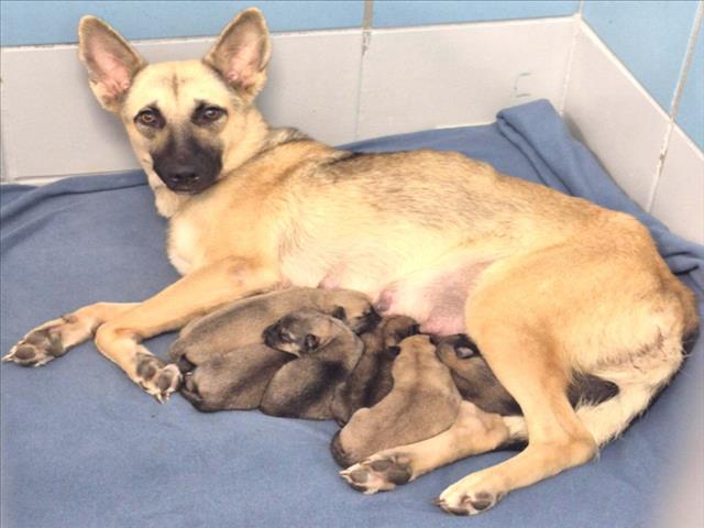 Eevee +6 Puppies, a German Shepherd (mix breed), available for adoption