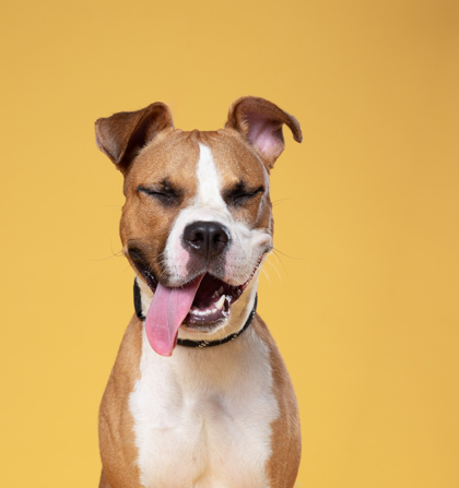 Mirabel, a Pit Bull Terrier (mix breed), available for adoption