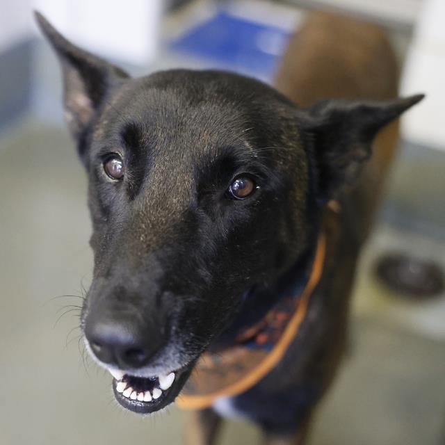 Junior Josh, a Belgian Shepherd Malinois (mix breed), available for adoption