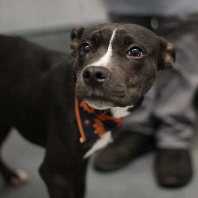 Kahlua, a American Staffordshire Terrier (mix breed), available for adoption