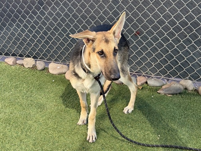 Ziva, a German Shepherd (mix breed), available for adoption