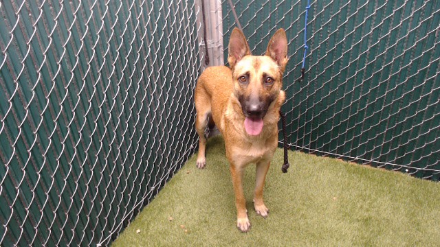 Zeus, a German Shepherd, available for adoption