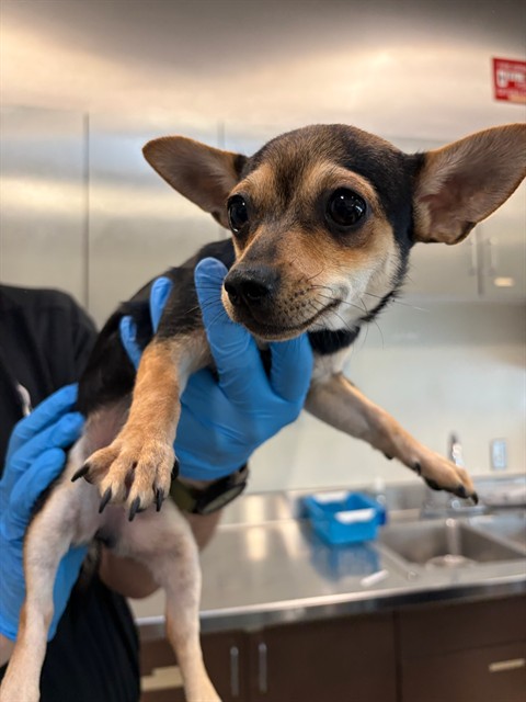 A5806645, a Chihuahua, available for adoption