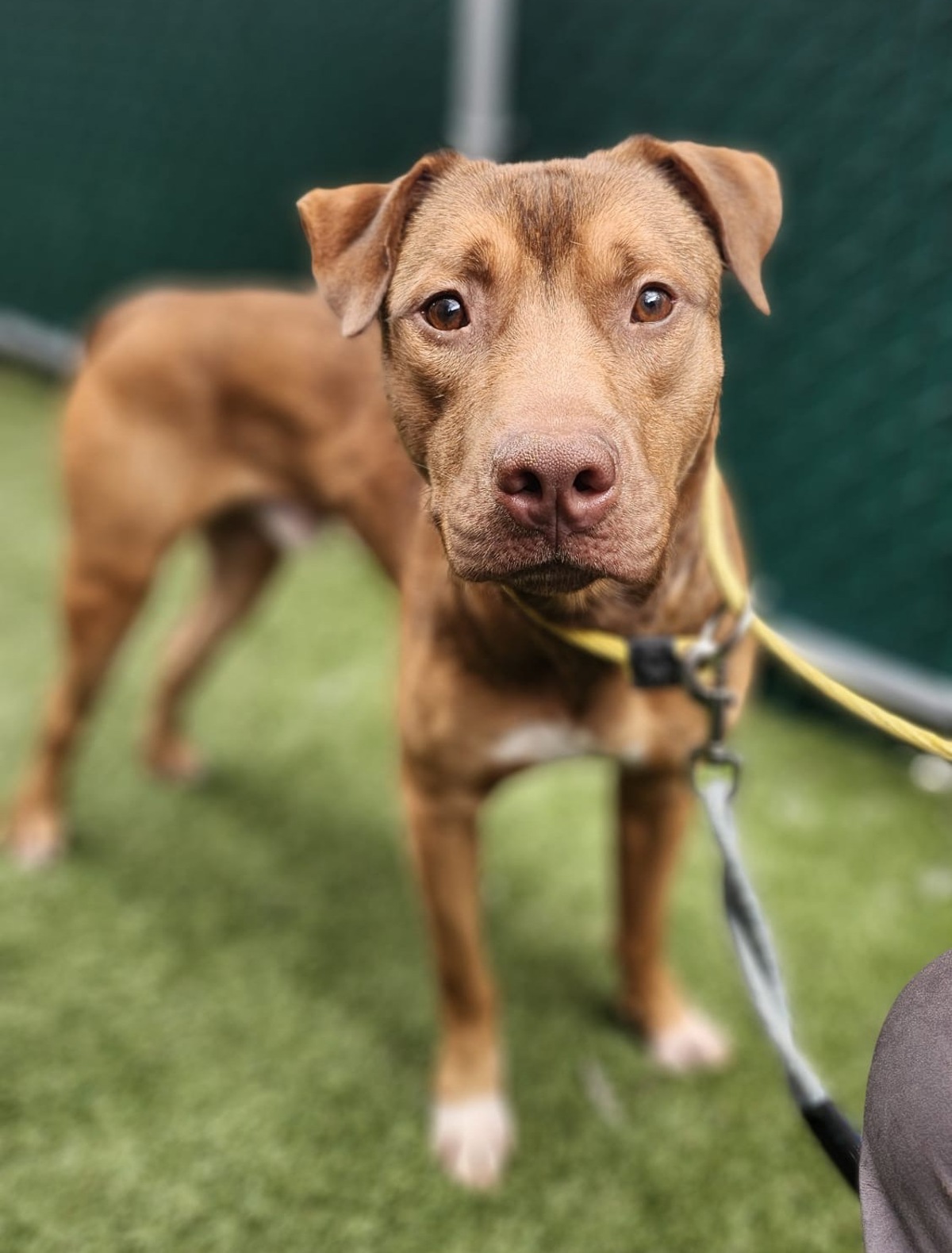 Rays Da Wroof, a Pit Bull Terrier, available for adoption