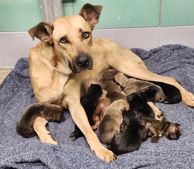 Marge +10 Puppies, a Black Mouth Cur (mix breed), available for adoption