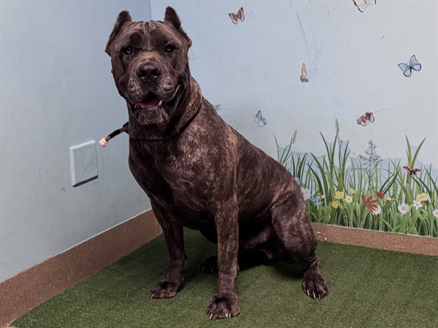 Easy, a Cane Corso Mastiff, available for adoption
