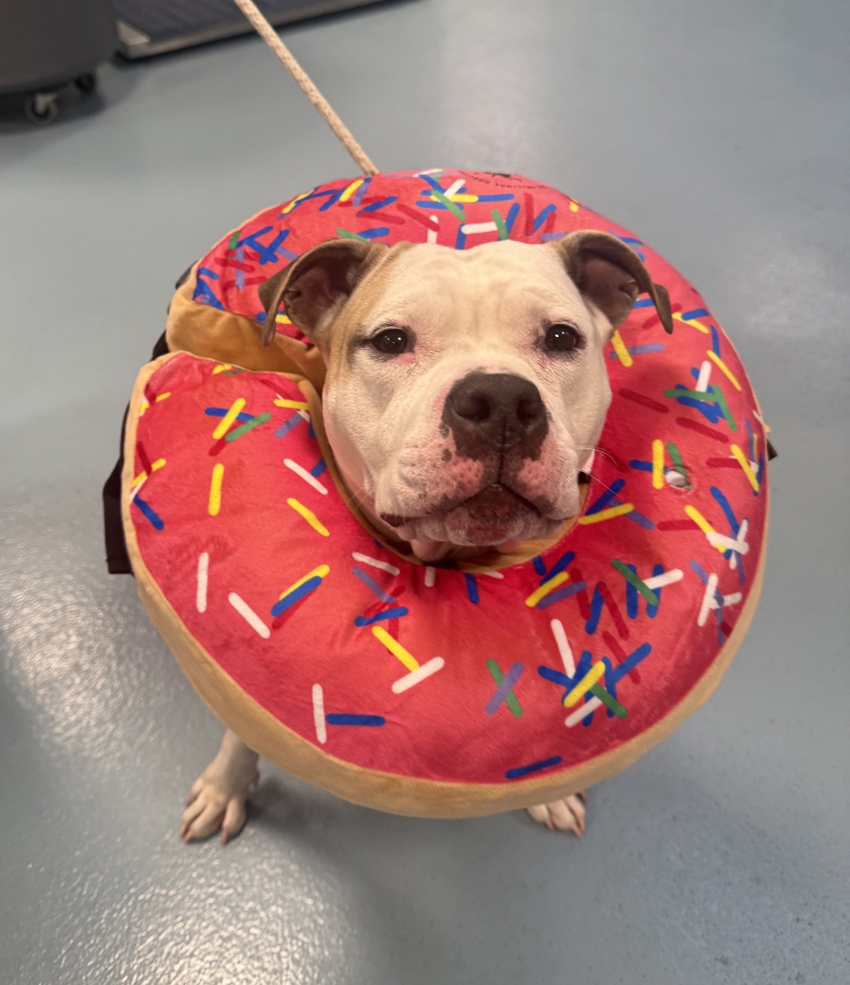 Beauty, a Pit Bull Terrier, available for adoption
