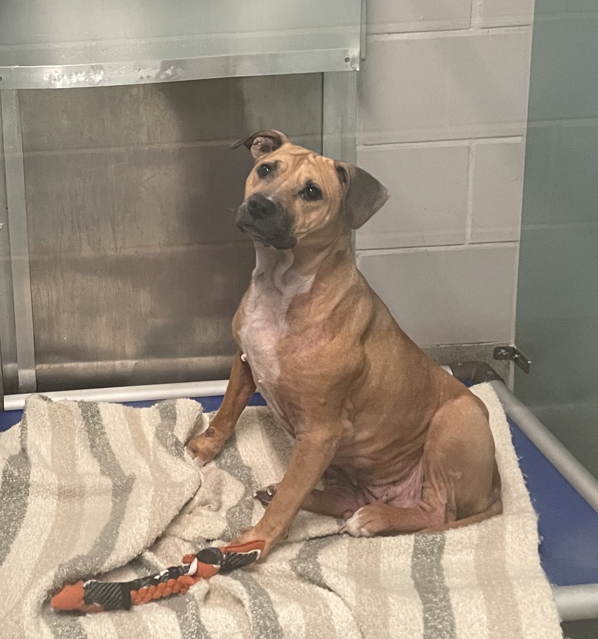 Tyla, a American Staffordshire Terrier, available for adoption