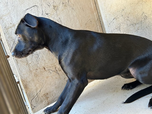 A482038, a Black Labrador Retriever, available for adoption
