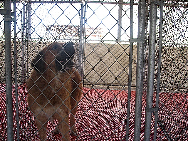 Other Photos of thie Dog