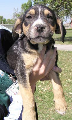 Other Photos of thie Dog