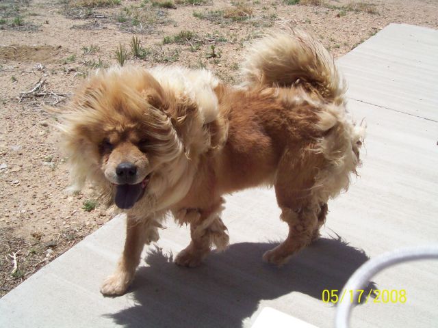 Other Photos of thie Dog
