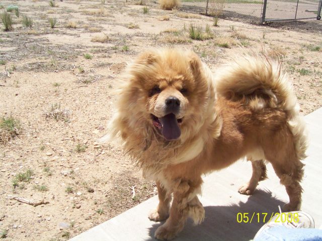 Other Photos of thie Dog