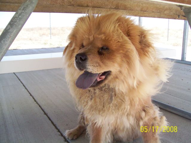 Other Photos of thie Dog