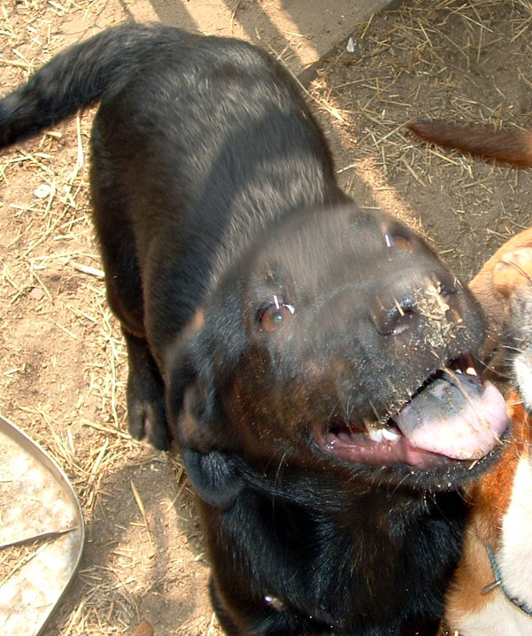 Other Photos of thie Dog