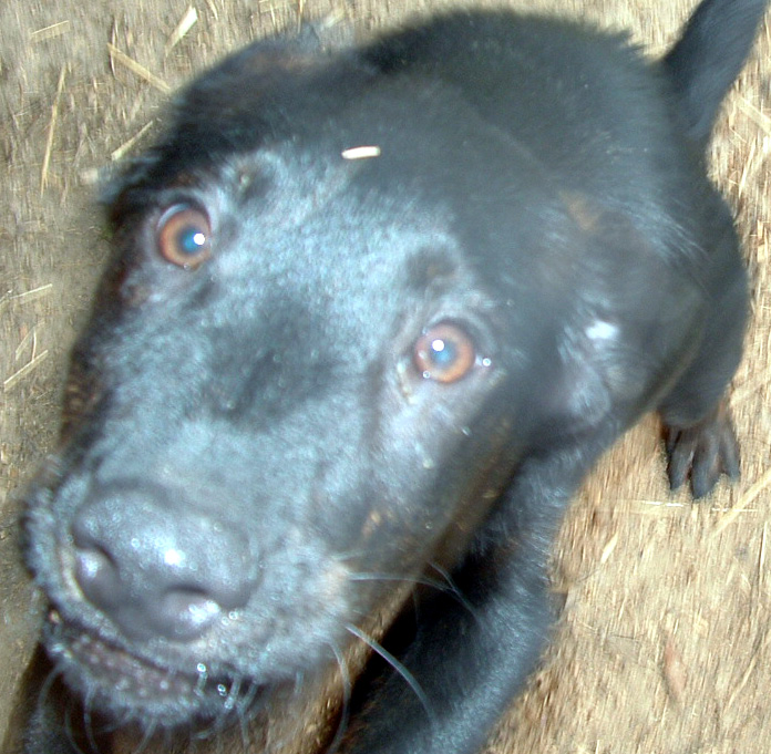 Other Photos of thie Dog