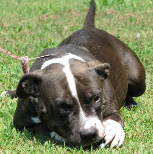 Other Photos of thie Dog