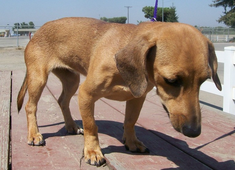 Other Photos of thie Dog