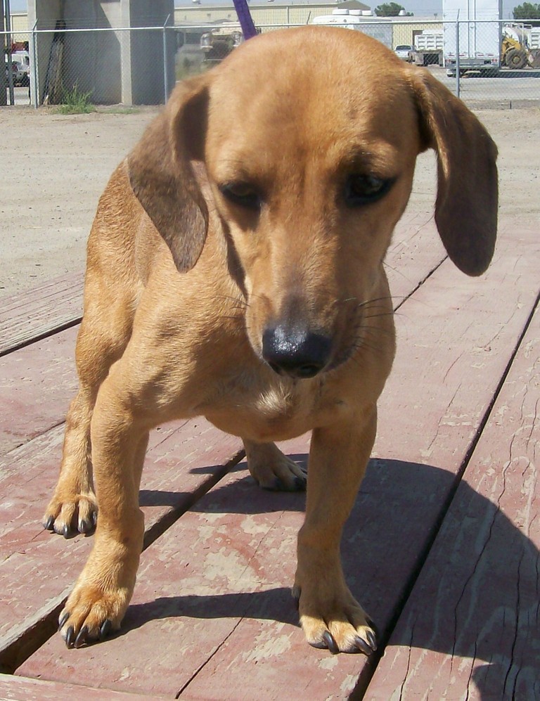 Other Photos of thie Dog