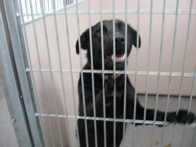 Other Photos of thie Dog