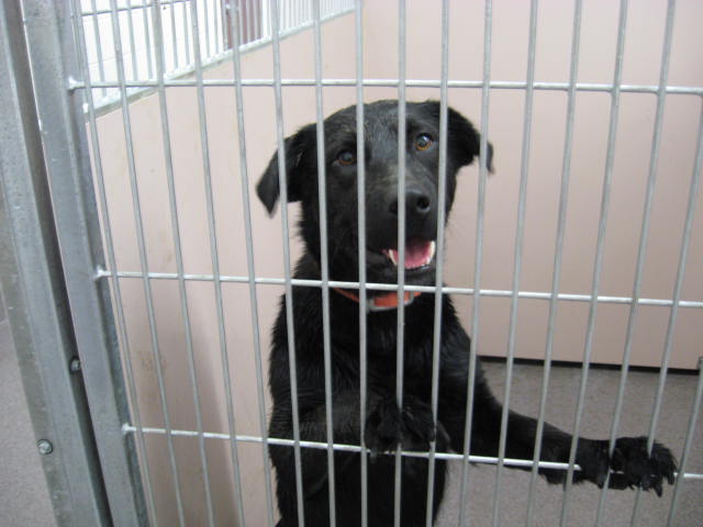 Other Photos of thie Dog