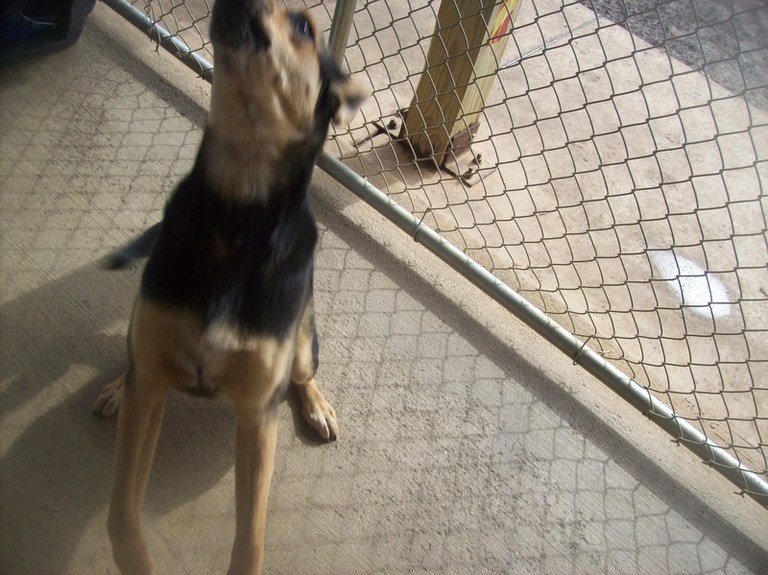 Other Photos of thie Dog