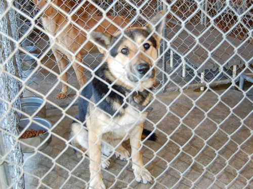Other Photos of thie Dog