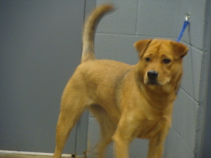 Main Photo of this Dog